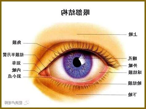 眼睛 部位
